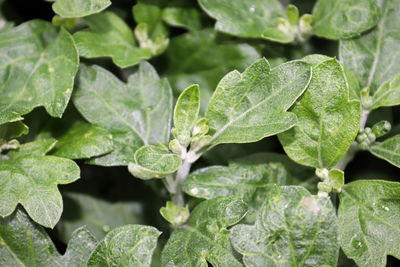 Close-up of water drops on leaves