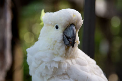 Close-up of a parrot