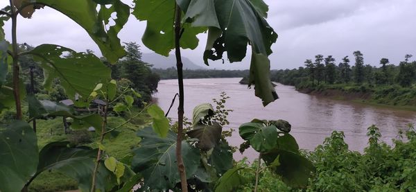 Plants by lake against sky