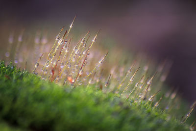 Close-up of plant