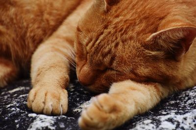 Close-up of cat sleeping