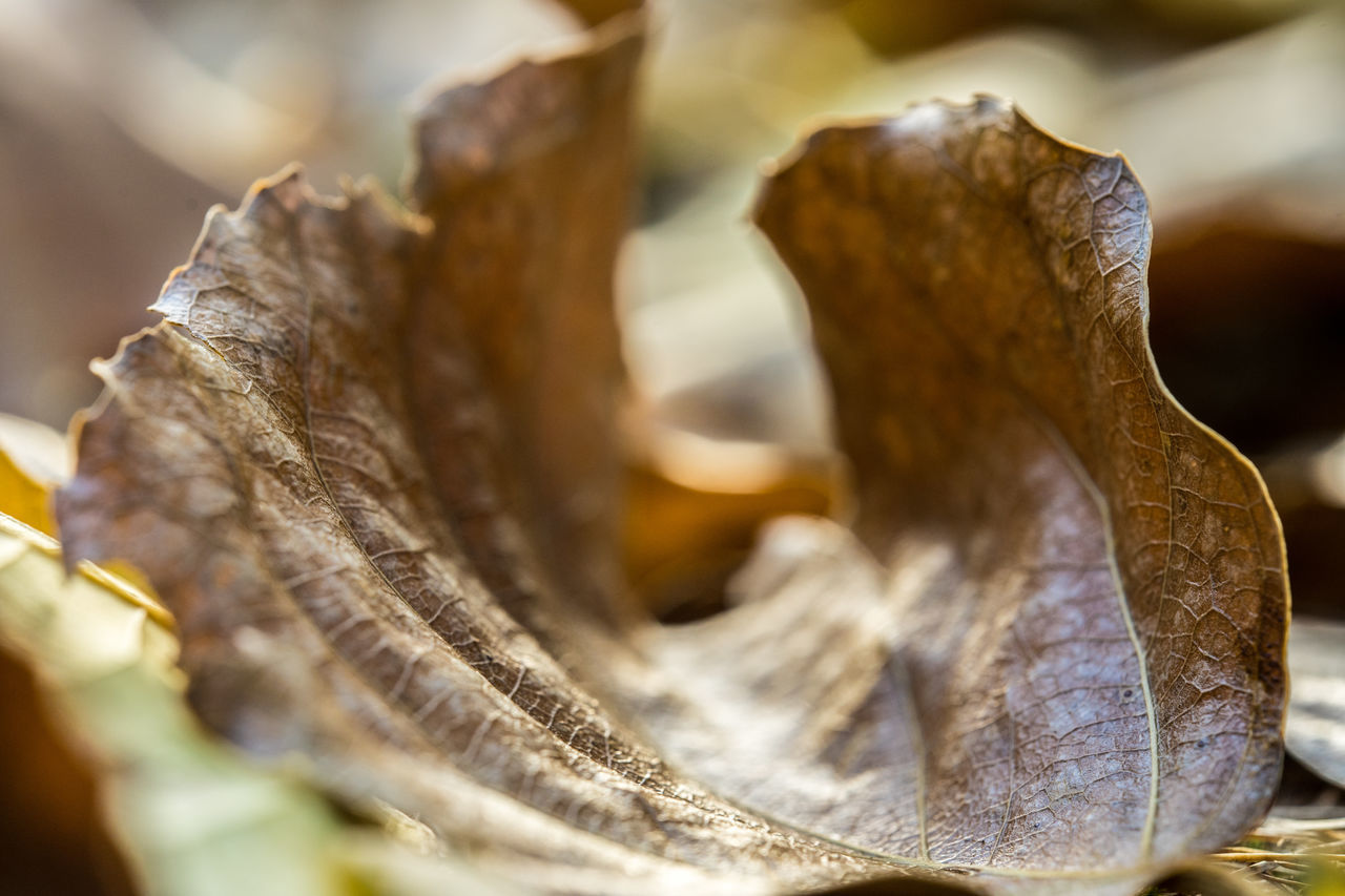 CLOSE-UP OF DRIED FOOD ON DRY LEAVES