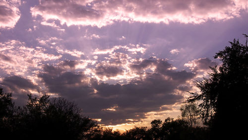 Low angle view of silhouette trees against sky at sunset