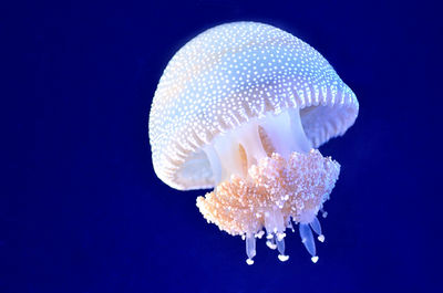 Jellyfish swimming in sea