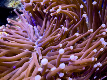 Close-up of fish swimming in sea