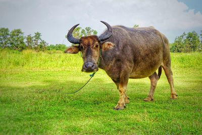 Cow in a field