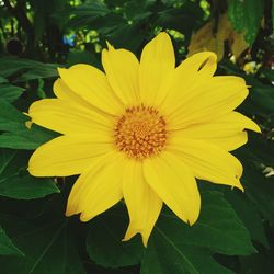 Close-up of yellow flower blooming outdoors