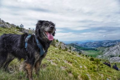 Dog looking away on land