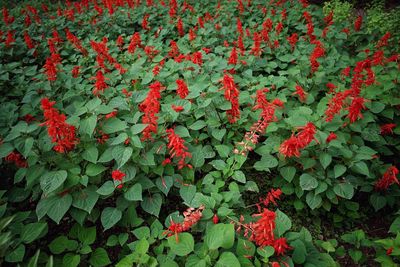 Red flowers blooming outdoors