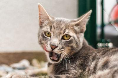 Close-up portrait of cat