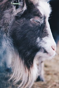 Close-up of horse