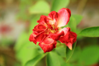 Close-up of red rose flower