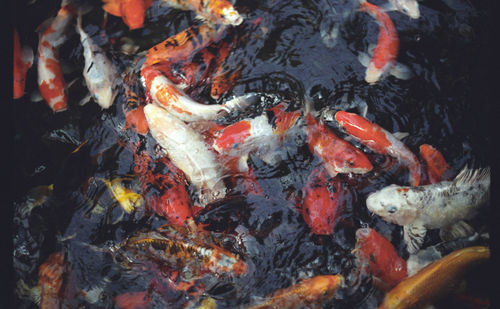 High angle view of koi carps swimming in lake