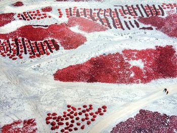 Close up of red leaf