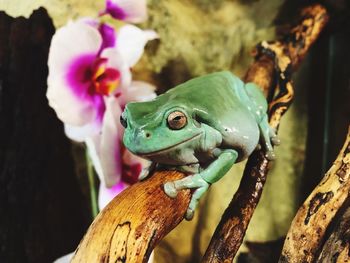 Close-up of frog on plant