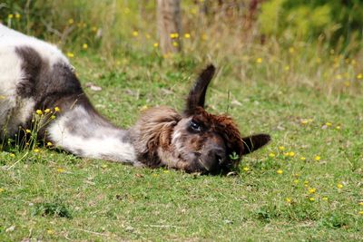 High angle view of dog on field