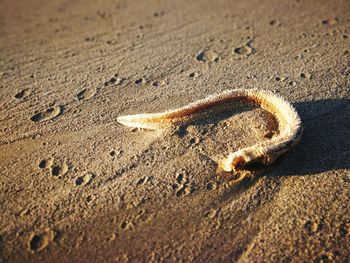 High angle view of crab on sand