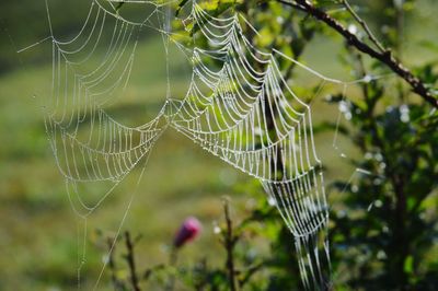 Close-up of spider web against blurred background