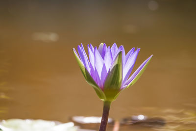 Close-up of purple water lily