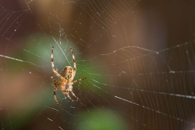 Close-up of spider on web