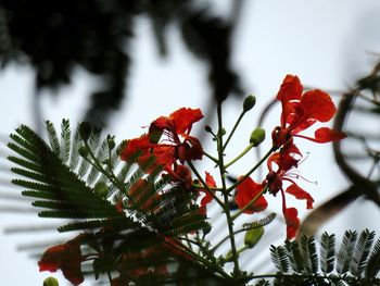 Close-up of insect on red flower