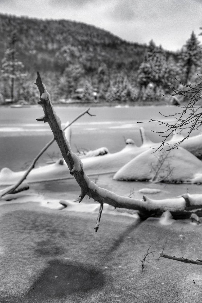 snow, winter, cold temperature, landscape, nature, tranquility, focus on foreground, field, sky, tranquil scene, season, close-up, frozen, weather, dry, day, outdoors, dead plant, wood - material, no people