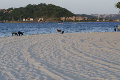 View of dogs on beach