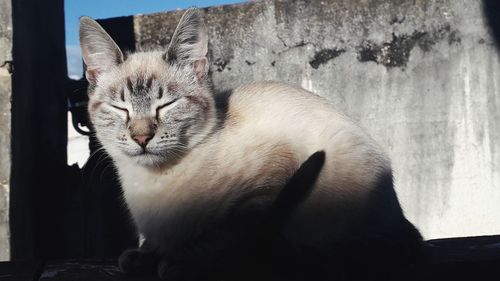 mammal