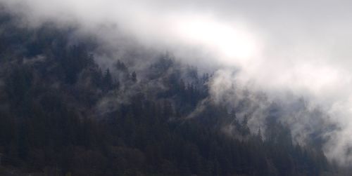 High angle view of trees amidst fog