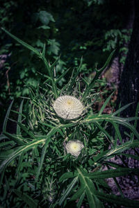 Close-up of plants at night