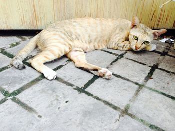 Cat resting on floor