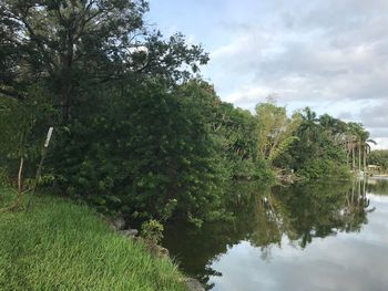 Trees by lake against sky