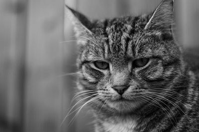 Close-up portrait of cat