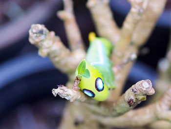 Close-up of insect on leaf