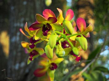 Close-up of flowering plant