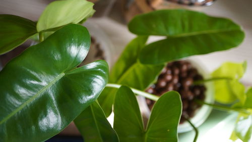 leaf