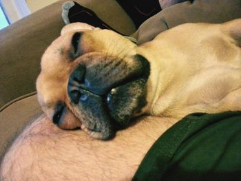 Close-up of dog sleeping