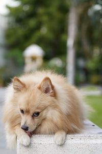 The dog licked himself crouching on the chair.