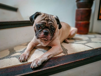 Portrait of dog relaxing at home