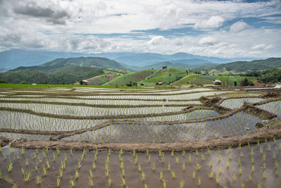 Scenic view of rice field against sky