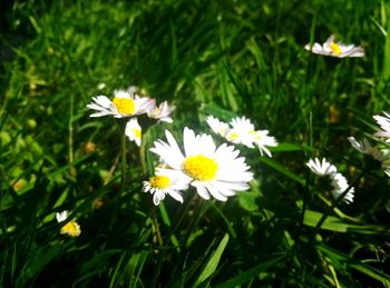 Close-up of white flowers blooming outdoors