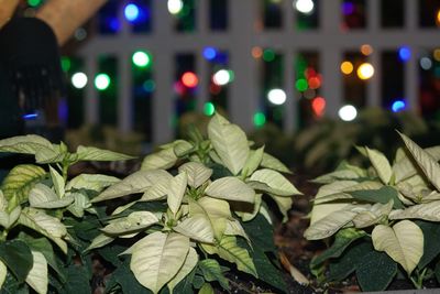 Close-up of flowering plant in city at night