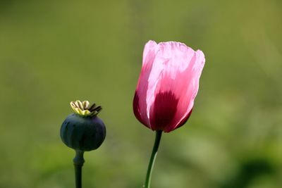 Close-up of pink flower buds
