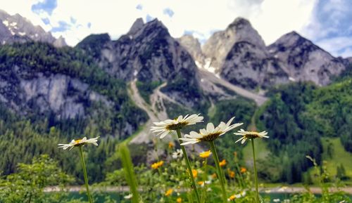 Close-up of flowers blooming on field against mountains