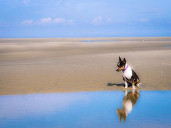Bull terrier sitting at sea shore against sky