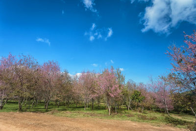 Trees on field against sky