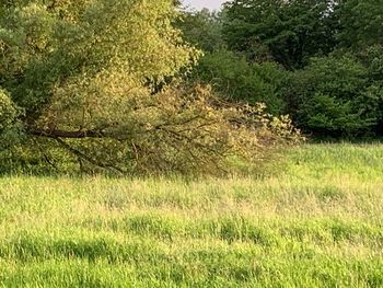 Scenic view of grassy field