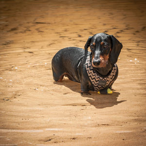 Portrait of a dog in muddy water