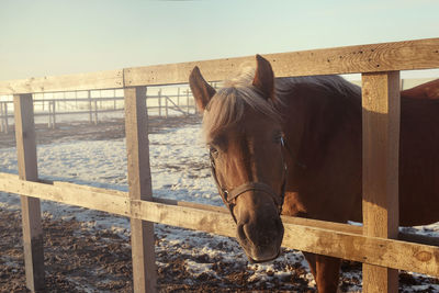 Horse standing in ranch