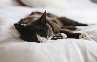 Close-up of cat relaxing on bed